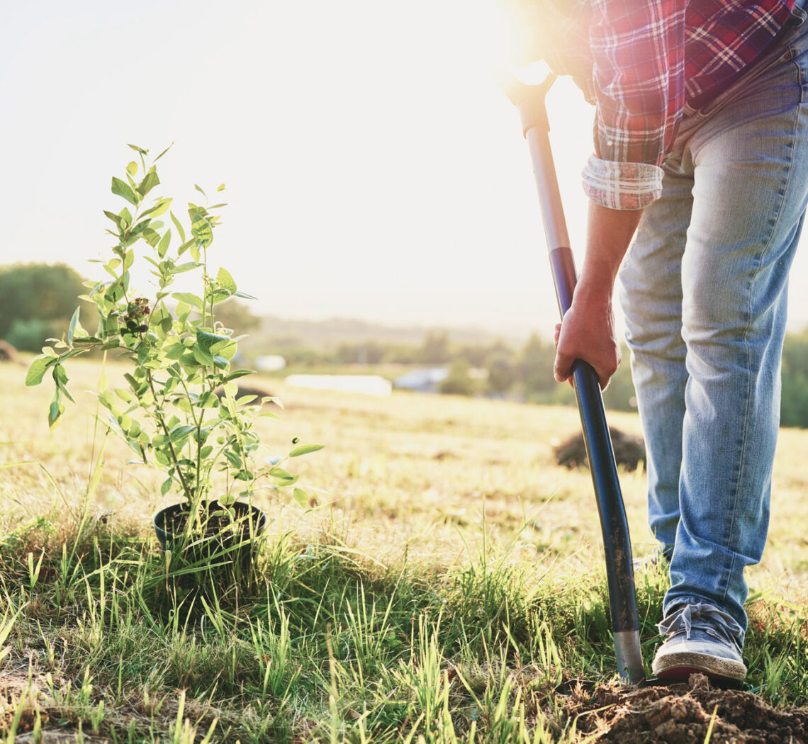planting a tree