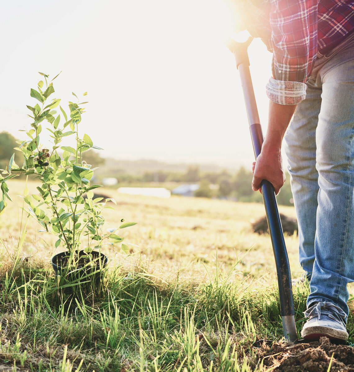 planting a tree