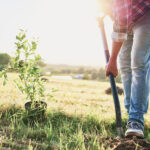 planting a tree