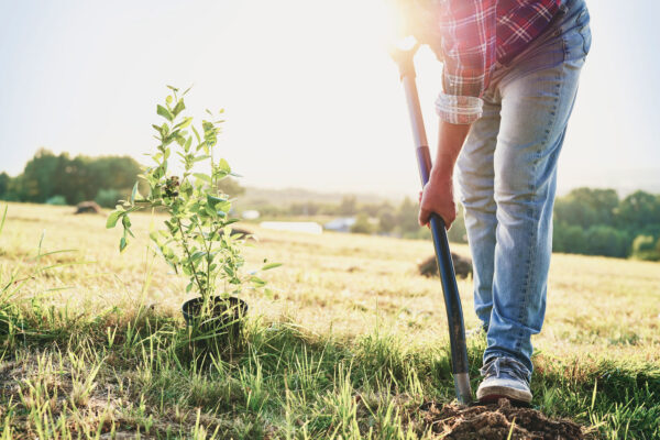 planting a tree